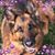Amy Lingerfelt-Czerniak's profile image
