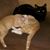 Diana Witting's profile image