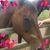 Bonnie DA'mico's profile image