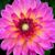 Diane Mckinney's profile image