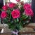 Carol Jackson Chenault's profile image