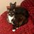 Roxanne Cherno's profile image