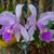 Belleza Colombiana's profile image