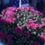 Maryann Matthews's profile image