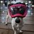 Sarah Tirone's profile image