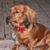 Lorraine Welsh Seal's profile image