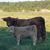 Brian Ulrich's profile image