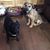 Carol Brooks's profile image
