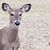 Cami Doran's profile image