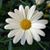 Daisy Marino's profile image