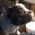Pamela Douglas Jacks's profile image