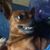 Dale DeRossi's profile image