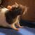 Suzanne Mangus's profile image