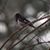 Deborah Gordon-Riehl's profile image