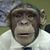 Russell Brackeen's profile image