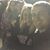 Michelle R Simms-hindman's profile image