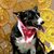 Melissa Deke's profile image