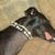 Sharyn Deeringer's profile image