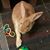 Meghan Hall's profile image