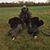 Trace Poirier's profile image