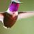 Carol Dreith's profile image