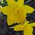 Linda Elston Odoms's profile image