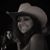 Kassandra Wernhart's profile image