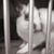 Nosey Lily's profile image