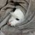 Cameryn Iaian Micheil MacCutcheon's profile image