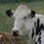 Barbara Adams's profile image