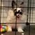 Jennifer Bott Shackelford's profile image