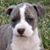 Jimmy Sapp's profile image