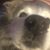 Lucy Goosey's profile image