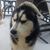 Dylan Lefler's profile image