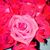 Roslyn Tavarez's profile image