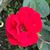 Linda B. Brown's profile image