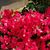 Doris Battaglia Peirce's profile image