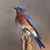 Nancy Dinger Aikins's profile image