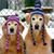 Susan Gordon-Cruea's profile image