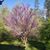 Linda Yelvington's profile image