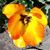 Gayle Dibble Wilhelm's profile image