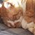 Sheri Barnes's profile image