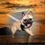 Josefina Bula's profile image