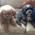 Nicolette Durantine-Butler's profile image