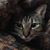 Mary Somers's profile image