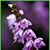 Heather Winborne Milhoan's profile image