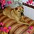 Marcia Bee's profile image