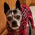 Tracy McPherson's profile image