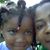 Tamika Rene Jaja's profile image