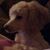 Kim Stone's profile image